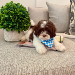 Cookies N' Cream - F Shihpoo - Litter --_