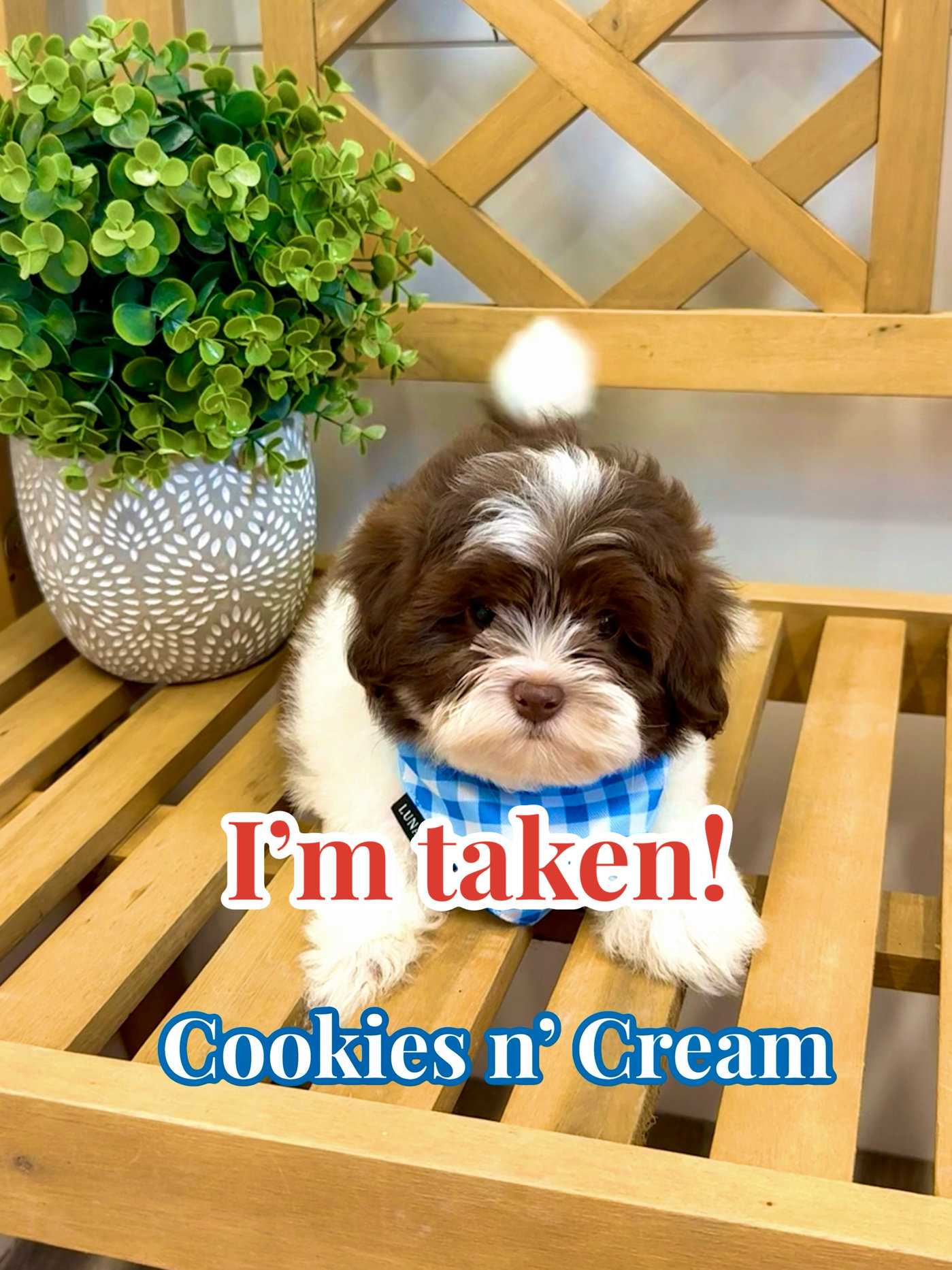 Cookies N' Cream - F Shihpoo - Litter --_Forever Home in Los Angeles- CA