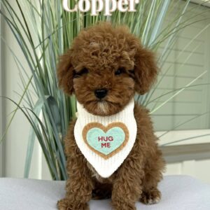 Copper - FB Cavapoo Puppy - BPPP_