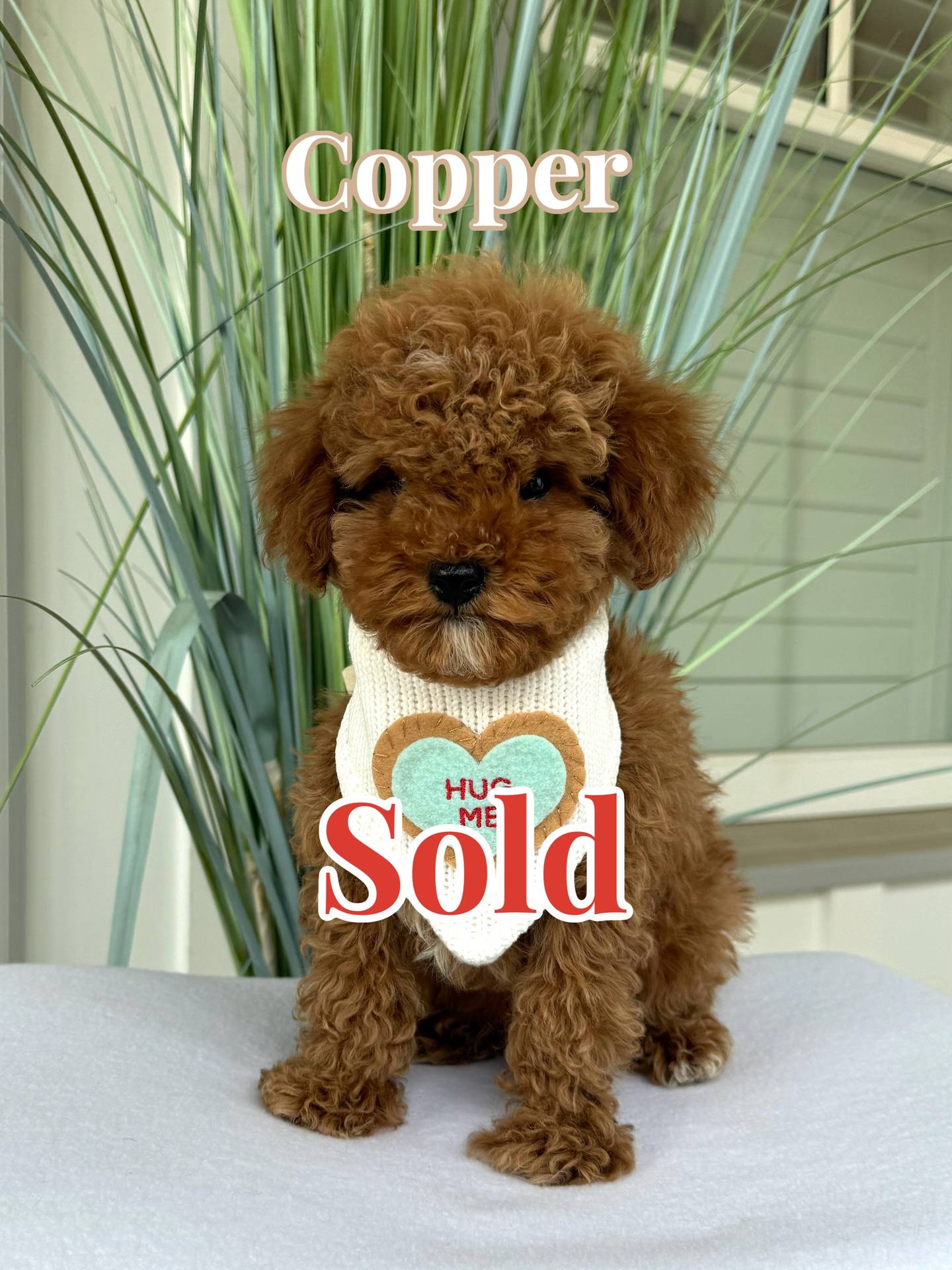 Copper - FB Cavapoo Puppy - BPPP_Forever Home in Boca Raton FL