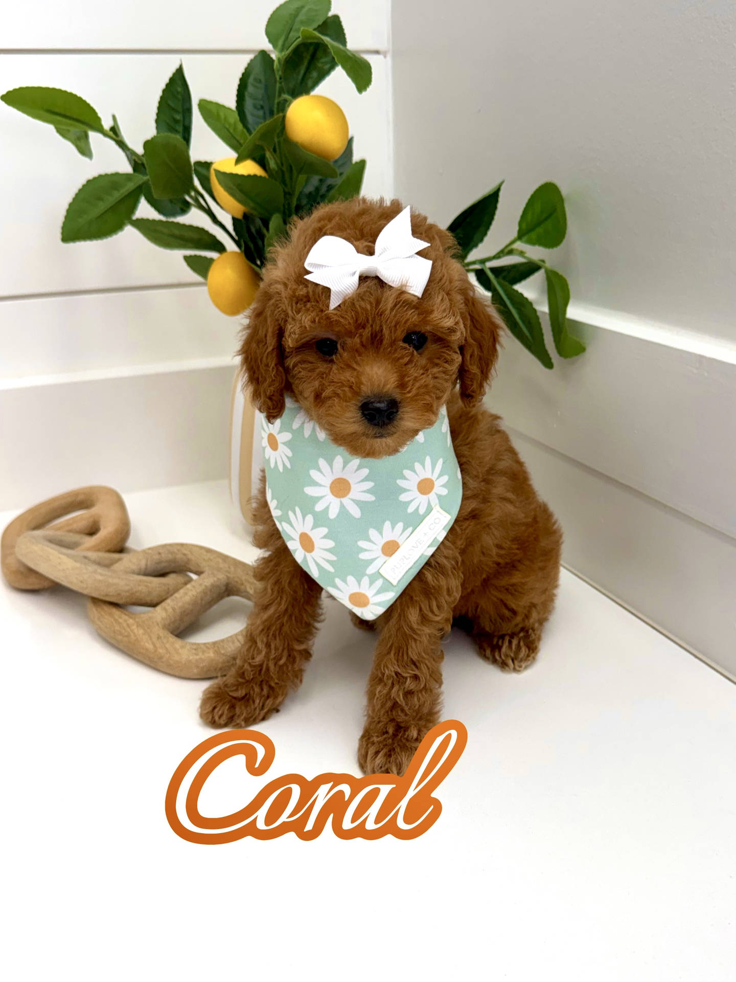 Coral - FBB Toy Goldendoodle Puppy - BPPP Litter --_