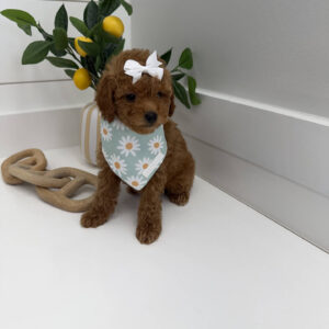 Coral - FBB Toy Goldendoodle Puppy - BPPP Litter --_