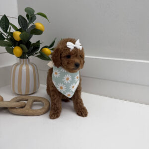 Coral - FBB Toy Goldendoodle Puppy - BPPP Litter --_