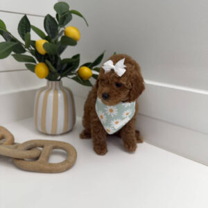 Coral - FBB Toy Goldendoodle Puppy - BPPP Litter --_