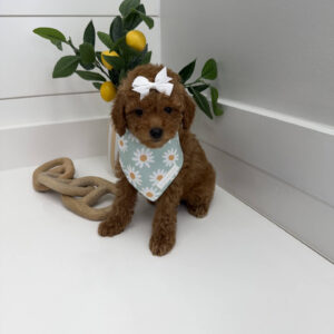 Coral - FBB Toy Goldendoodle Puppy - BPPP Litter --_