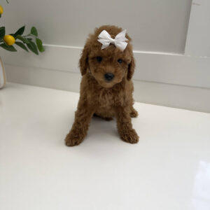 Coral - FBB Toy Goldendoodle Puppy - BPPP Litter --_