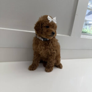 Coral - FBB Toy Goldendoodle Puppy - BPPP Litter --_