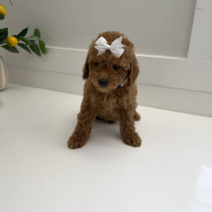 Coral - FBB Toy Goldendoodle Puppy - BPPP Litter --_