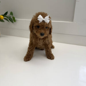 Coral - FBB Toy Goldendoodle Puppy - BPPP Litter --_