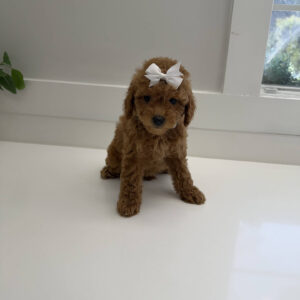 Coral - FBB Toy Goldendoodle Puppy - BPPP Litter --_