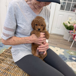 Coral - FBB Toy Goldendoodle Puppy - BPPP Litter --_