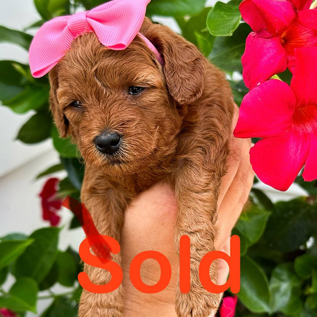 Coral - Red White Female Toy Micro Goldendoodle - Forever Home with Skylar in Westbrook- ME