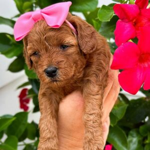 Coral - Red White Female Toy Micro Goldendoodle_-