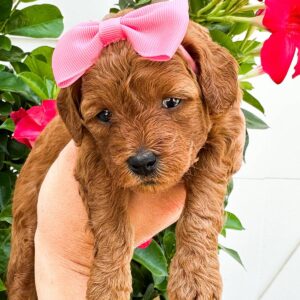 Coral - Red White Female Toy Micro Goldendoodle_
