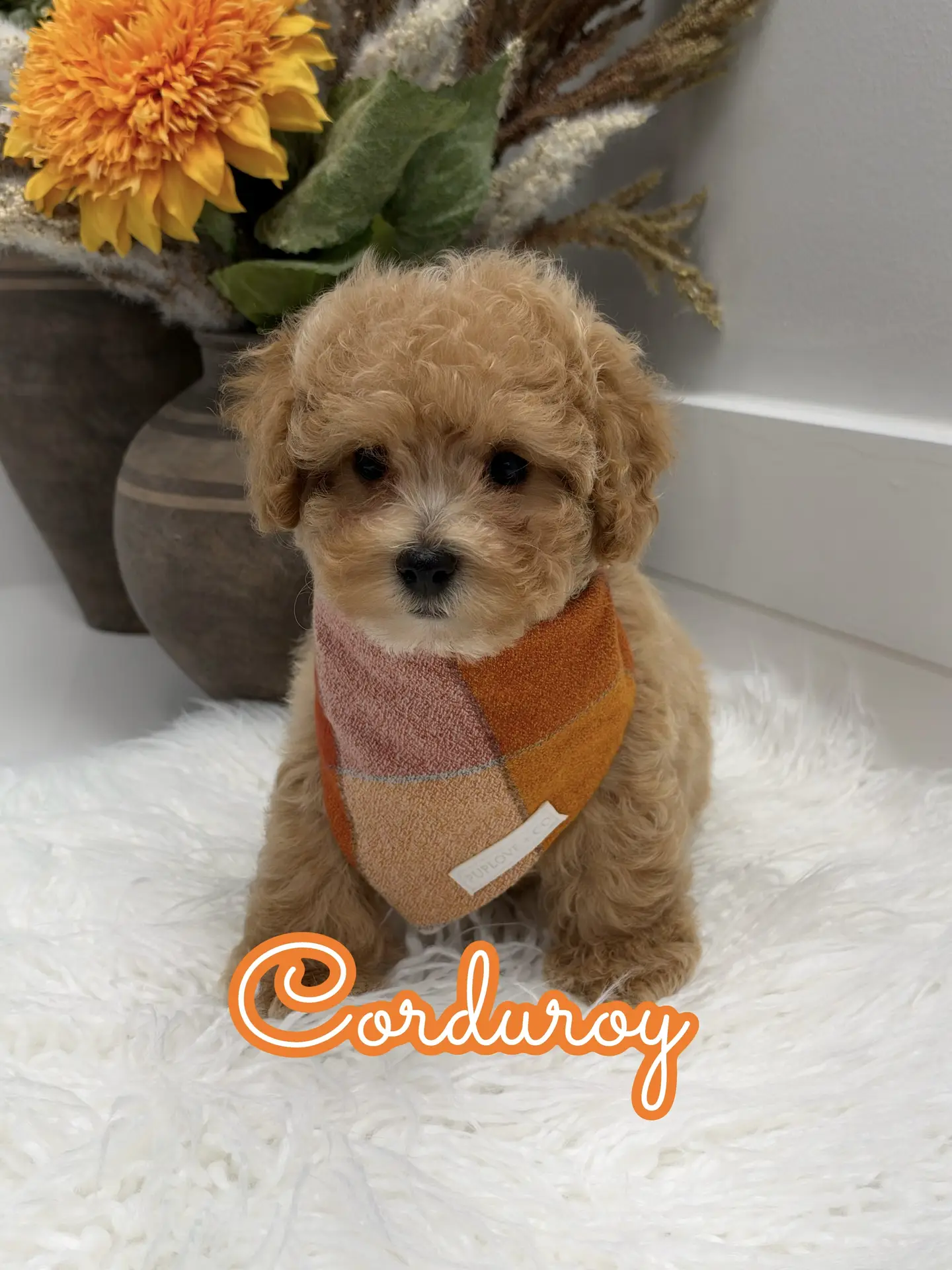 Corduroy - F Maltipoo Puppy - Litter --_