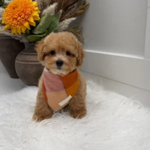 Corduroy - F Maltipoo Puppy - Litter --_