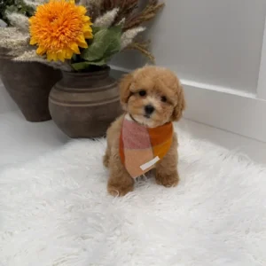 Corduroy - F Maltipoo Puppy - Litter --_
