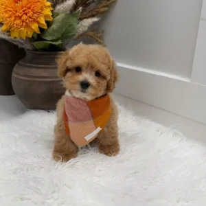 Corduroy - F Maltipoo Puppy - Litter --_