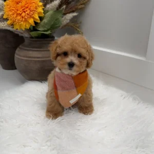 Corduroy - F Maltipoo Puppy - Litter --_