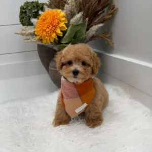 Corduroy - F Maltipoo Puppy - Litter --_