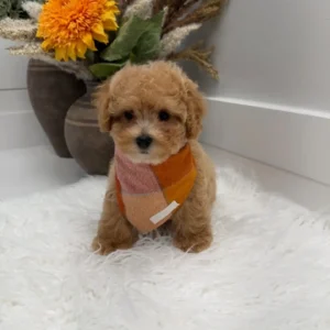 Corduroy - F Maltipoo Puppy - Litter --_