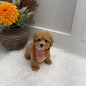 Corduroy - F Maltipoo Puppy - Litter --_