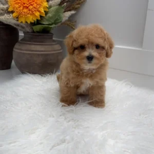 Corduroy - F Maltipoo Puppy - Litter --_