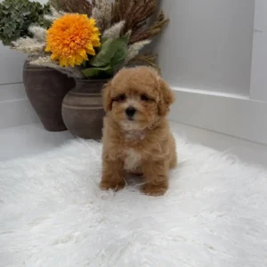 Corduroy - F Maltipoo Puppy - Litter --_