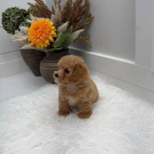 Corduroy - F Maltipoo Puppy - Litter --_
