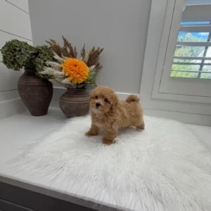 Corduroy - F Maltipoo Puppy - Litter --_
