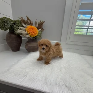 Corduroy - F Maltipoo Puppy - Litter --_