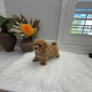 Corduroy - F Maltipoo Puppy - Litter --_