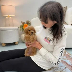 Corduroy - F Maltipoo Puppy - Litter --_