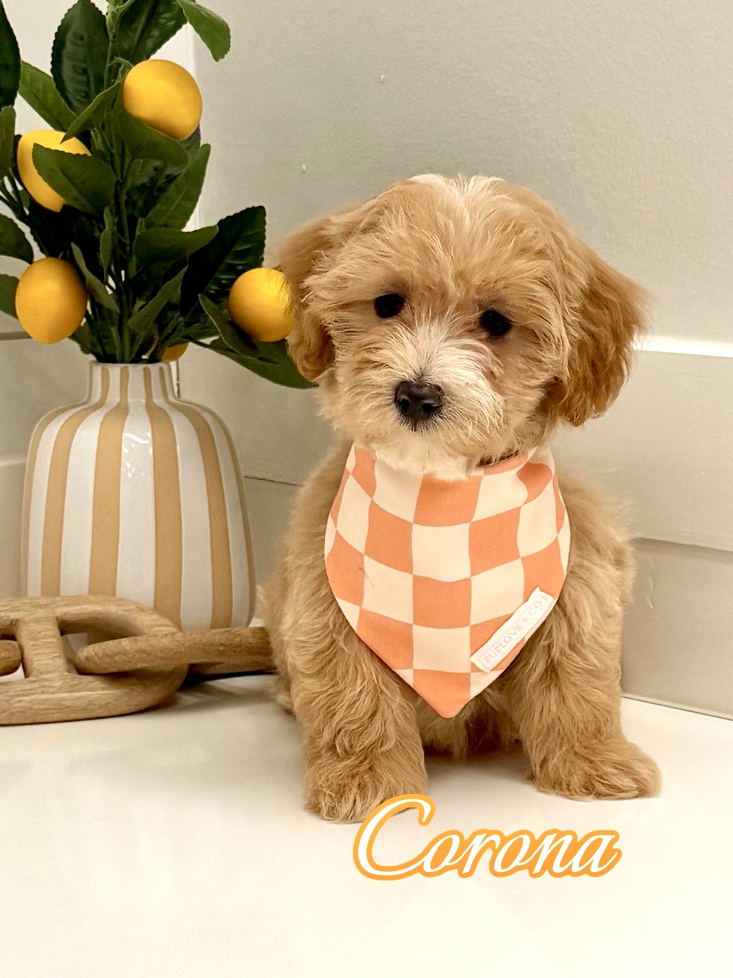Corona - F Maltipoo Puppy - BPPP Litter --_