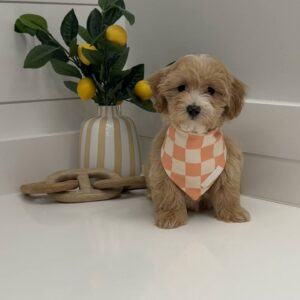 Corona - F Maltipoo Puppy - BPPP Litter --_