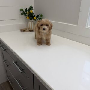 Corona - F Maltipoo Puppy - BPPP Litter --_
