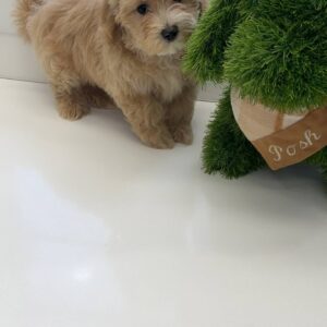 Corona - F Maltipoo Puppy - BPPP Litter --_