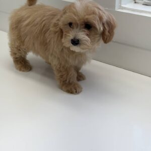 Corona - F Maltipoo Puppy - BPPP Litter --_