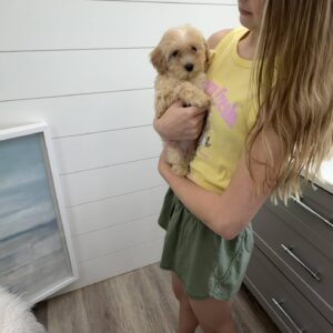 Corona - F Maltipoo Puppy - BPPP Litter --_