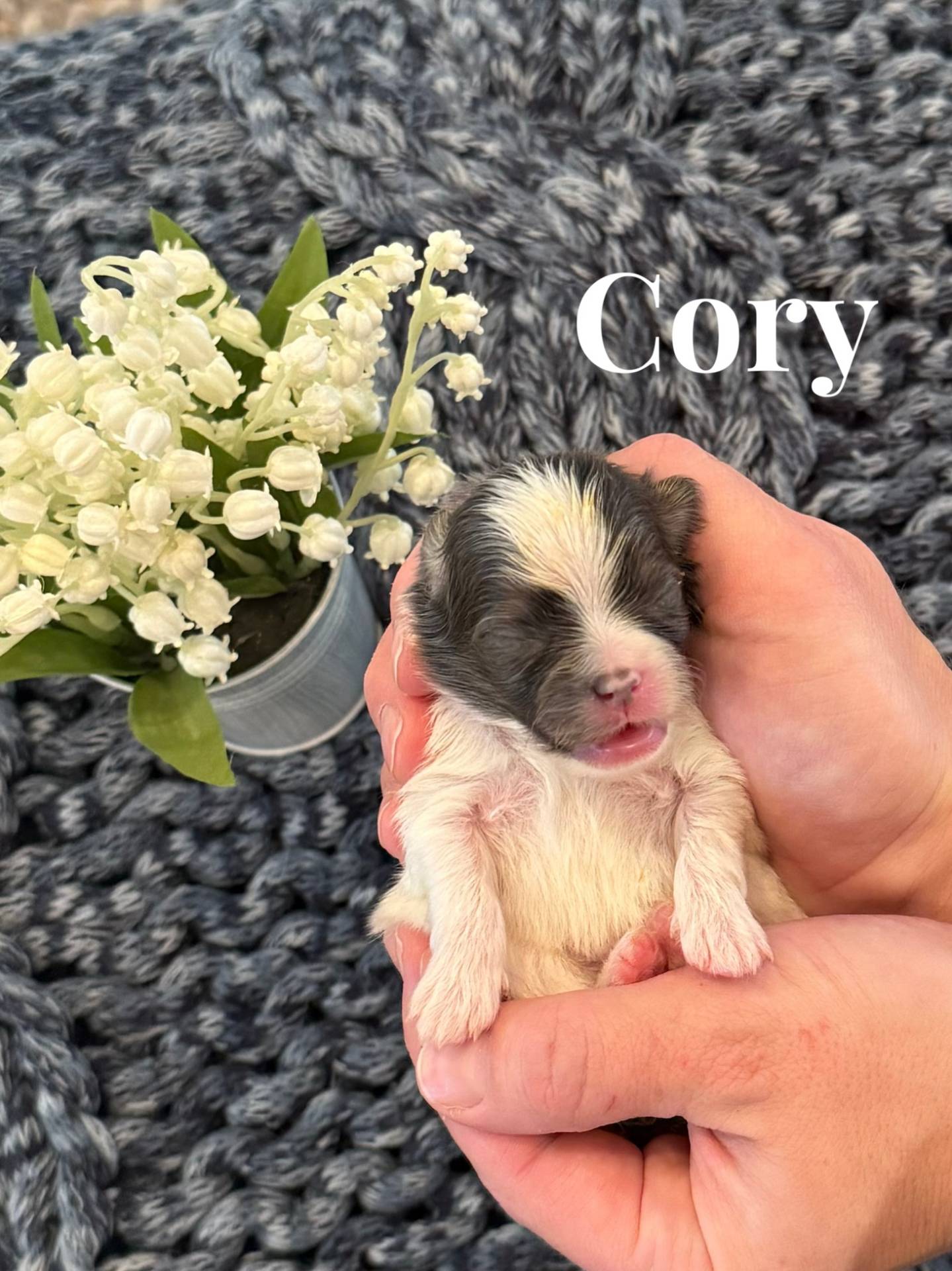 Cory - AKC Pomeranian