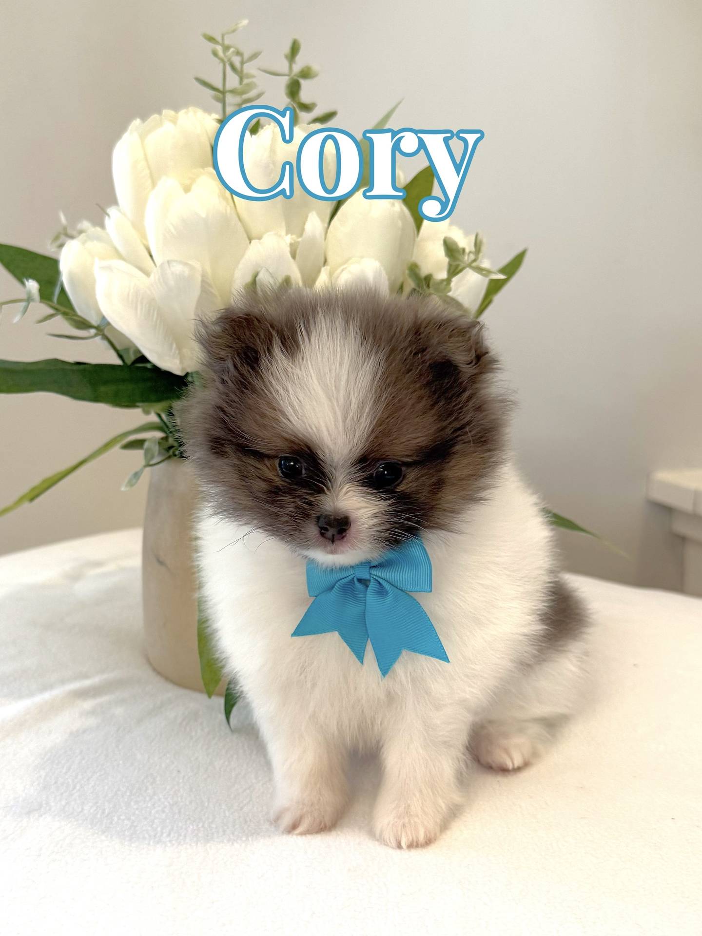 Cory - AKC Pomeranian_