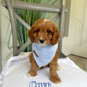 Cove - F Cavapoo Puppy - Litter --