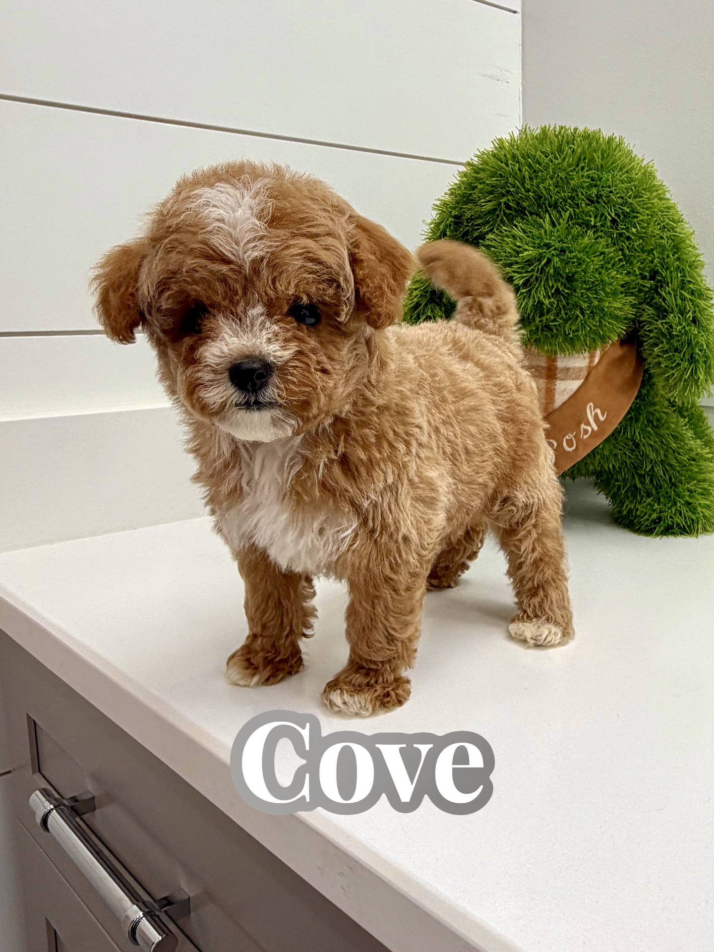 Cove - FBB Cavapoo Puppy - BPPP Litter --_