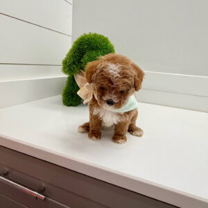 Cove - FBB Cavapoo Puppy - BPPP Litter --_