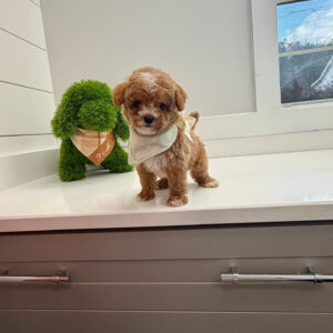 Cove - FBB Cavapoo Puppy - BPPP Litter --_