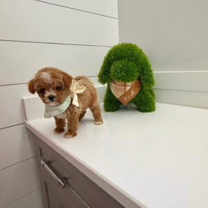 Cove - FBB Cavapoo Puppy - BPPP Litter --_