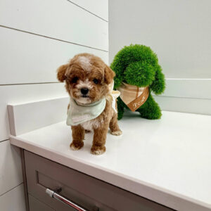 Cove - FBB Cavapoo Puppy - BPPP Litter --_