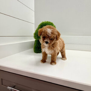 Cove - FBB Cavapoo Puppy - BPPP Litter --_