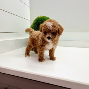 Cove - FBB Cavapoo Puppy - BPPP Litter --_