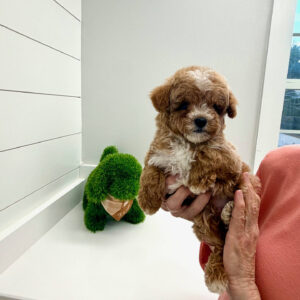 Cove - FBB Cavapoo Puppy - BPPP Litter --_
